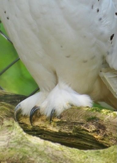 Snowy Owl by John5199 is licensed under CC BY 2.0.